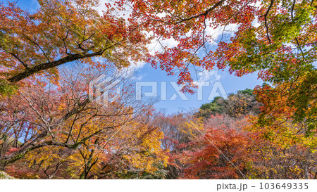 秋晴れの空を見上げる景色 紅葉に映える用作公園(ゆうじゃくこうえん)「大分県豊後大野市」 秋晴れの空を見上げる景色 紅葉に映える用作公園(ゆうじゃくこうえん)「大分県豊後大野市」 103649335