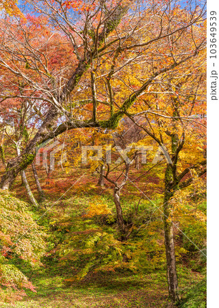 秋晴れの遊歩道から観える景色 「紅葉に映える用作公園(ゆうじゃくこうえん)」「大分県豊後大野市」 秋晴れの遊歩道から観える景色 「紅葉に映える用作公園(ゆうじゃくこうえん)」「大分県豊後大野市」 103649539
