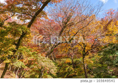 秋晴れの遊歩道から観える景色　「紅葉に映える用作公園（ゆうじゃくこうえん）」「大分県豊後大野市」 103649541