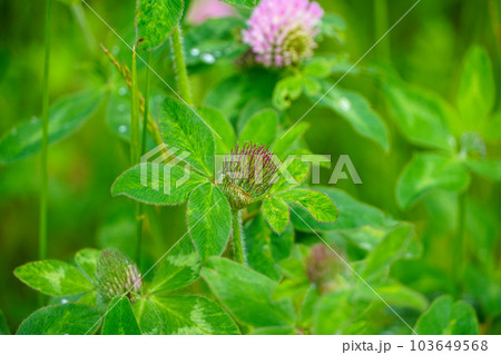 ムラサキツメクサ（アカツメクサ） 103649568