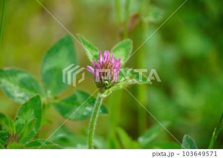 ムラサキツメクサ（アカツメクサ） 103649571