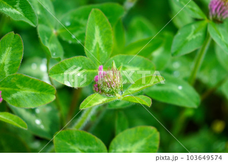 ムラサキツメクサ（アカツメクサ） 103649574