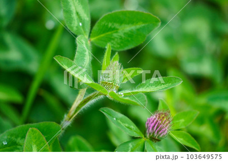 ムラサキツメクサ（アカツメクサ） 103649575