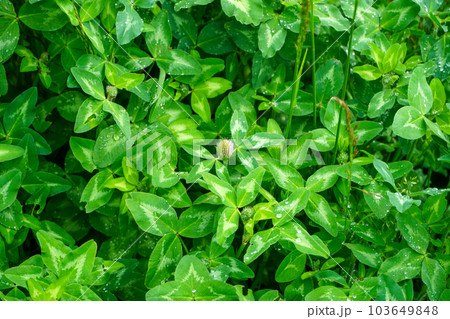雨上がりのムラサキツメクサ 103649848