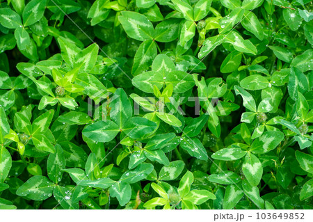 雨上がりのムラサキツメクサ 103649852