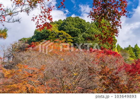 遊歩道から観える景色「紅葉に映える用作公園(ゆうじゃくこうえん)」「大分県豊後大野市」 遊歩道から観える景色「紅葉に映える用作公園(ゆうじゃくこうえん)」「大分県豊後大野市」 103649893