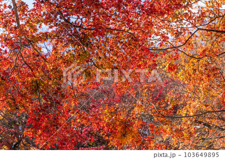 遊歩道から観える景色「紅葉に映える用作公園（ゆうじゃくこうえん）」「大分県豊後大野市」 103649895