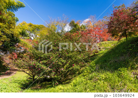 遊歩道から観える景色「紅葉に映える用作公園(ゆうじゃくこうえん)」「大分県豊後大野市」 遊歩道から観える景色「紅葉に映える用作公園(ゆうじゃくこうえん)」「大分県豊後大野市」 103649924