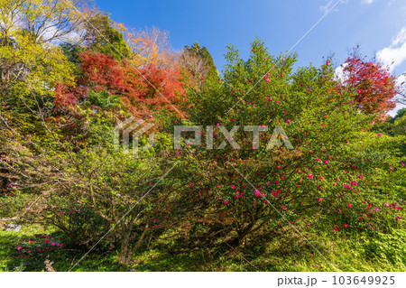 遊歩道から観える景色「紅葉に映える用作公園(ゆうじゃくこうえん)」「大分県豊後大野市」 遊歩道から観える景色「紅葉に映える用作公園(ゆうじゃくこうえん)」「大分県豊後大野市」 103649925