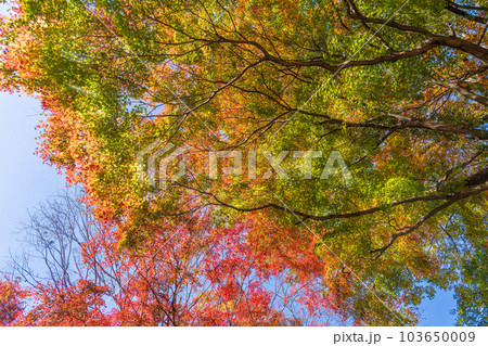 秋晴れの空を見上げる景色 紅葉に映える用作公園(ゆうじゃくこうえん)「大分県豊後大野市」 秋晴れの空を見上げる景色 紅葉に映える用作公園(ゆうじゃくこうえん)「大分県豊後大野市」 103650009