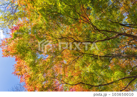秋晴れの空を見上げる景色 紅葉に映える用作公園(ゆうじゃくこうえん)「大分県豊後大野市」 秋晴れの空を見上げる景色 紅葉に映える用作公園(ゆうじゃくこうえん)「大分県豊後大野市」 103650010