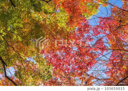 秋晴れの空を見上げる景色 紅葉に映える用作公園(ゆうじゃくこうえん)「大分県豊後大野市」 秋晴れの空を見上げる景色 紅葉に映える用作公園(ゆうじゃくこうえん)「大分県豊後大野市」 103650015