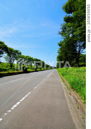 新緑と道路 103650050