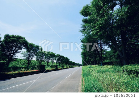 新緑と道路 新緑と道路 103650051