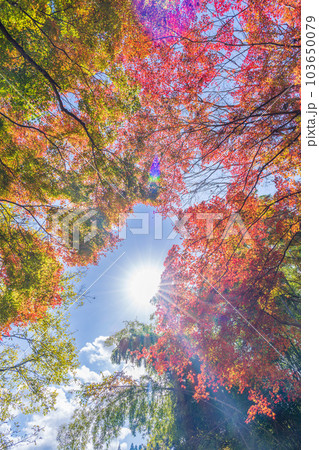 秋晴れの陽射し空を見上げる景色　紅葉に映える用作公園（ゆうじゃくこうえん）「大分県豊後大野市」 103650079
