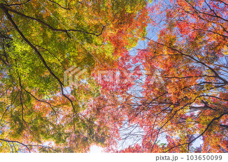 秋晴れの空を見上げる景色　紅葉に映える用作公園（ゆうじゃくこうえん）「大分県豊後大野市」 103650099