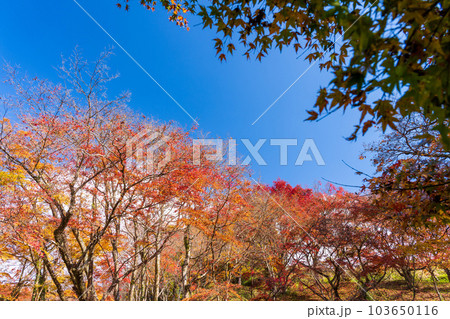 秋晴れの遊歩道から観える景色 「紅葉に映える用作公園(ゆうじゃくこうえん)」「大分県豊後大野市」 秋晴れの遊歩道から観える景色 「紅葉に映える用作公園(ゆうじゃくこうえん)」「大分県豊後大野市」 103650116