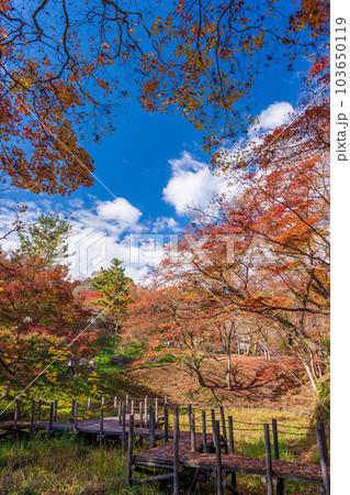 秋晴れの遊歩道から観える景色 「紅葉に映える用作公園(ゆうじゃくこうえん)」「大分県豊後大野市」 秋晴れの遊歩道から観える景色 「紅葉に映える用作公園(ゆうじゃくこうえん)」「大分県豊後大野市」 103650119