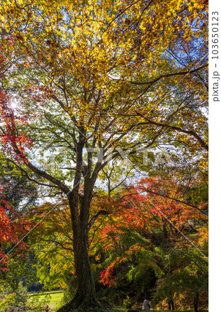 秋晴れの遊歩道から観える景色 「紅葉に映える用作公園(ゆうじゃくこうえん)」「大分県豊後大野市」 秋晴れの遊歩道から観える景色 「紅葉に映える用作公園(ゆうじゃくこうえん)」「大分県豊後大野市」 103650123