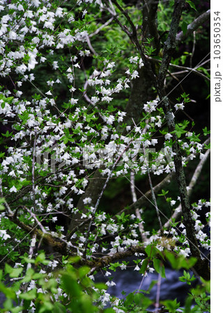 竜頭ノ滝【栃木県日光市】 103650354