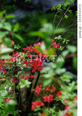 竜頭ノ滝【栃木県日光市】 103650355