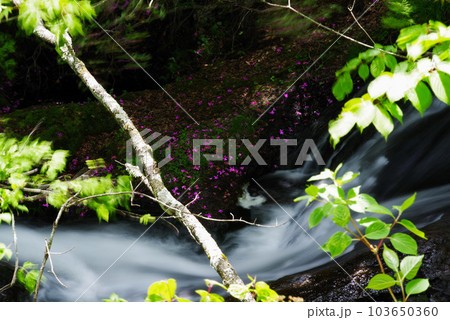 竜頭ノ滝【栃木県日光市】 103650360