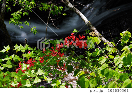 竜頭ノ滝【栃木県日光市】 103650361