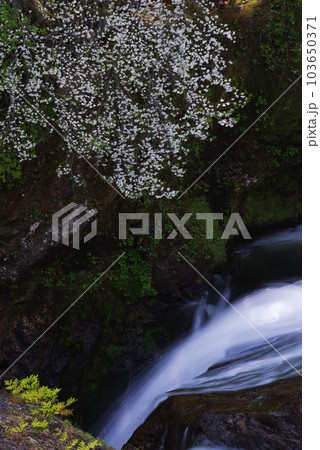 竜頭ノ滝【栃木県日光市】 竜頭ノ滝【栃木県日光市】 103650371