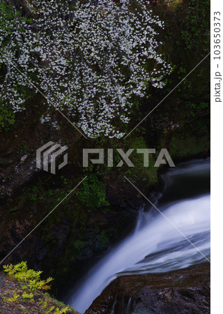 竜頭ノ滝【栃木県日光市】 103650373