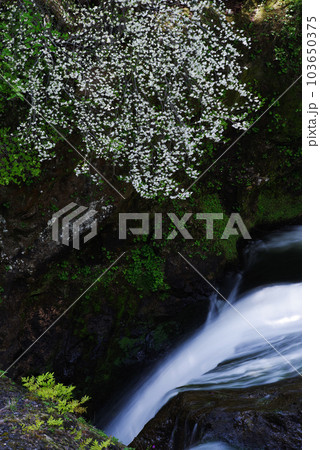 竜頭ノ滝【栃木県日光市】 103650375