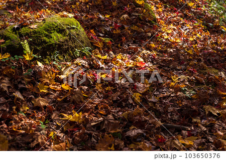 陽射しと影(日陰 落ち葉と枯葉)「紅葉に映える用作公園(ゆうじゃくこうえん)」「大分県豊後大野市」 陽射しと影(日陰 落ち葉と枯葉)「紅葉に映える用作公園(ゆうじゃくこうえん)」「大分県豊後大野市」 103650376
