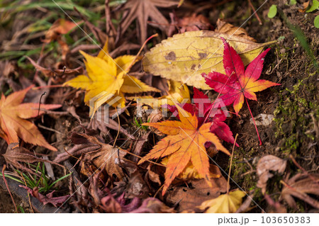 陽射しと影(日陰 落ち葉と枯葉)「紅葉に映える用作公園(ゆうじゃくこうえん)」「大分県豊後大野市」 陽射しと影(日陰 落ち葉と枯葉)「紅葉に映える用作公園(ゆうじゃくこうえん)」「大分県豊後大野市」 103650383