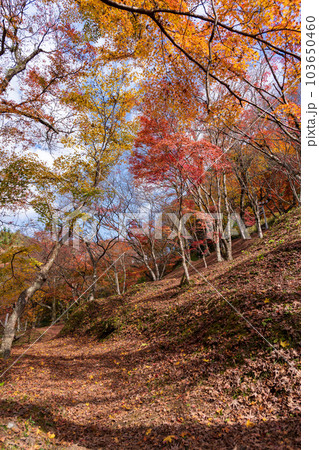 遊歩道から観える紅葉に映える用作公園（ゆうじゃくこうえん）紅葉狩り遊歩道風景　「大分県豊後大野市」 103650460