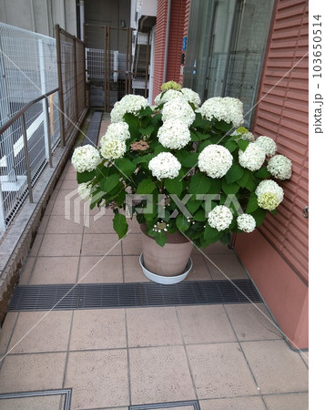 白いあじさい 白いあじさい 103650514