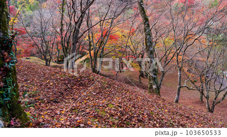 展望から観える景色　紅葉に映える用作公園（ゆうじゃくこうえん）紅葉狩り風景　「大分県豊後大野市」 103650533