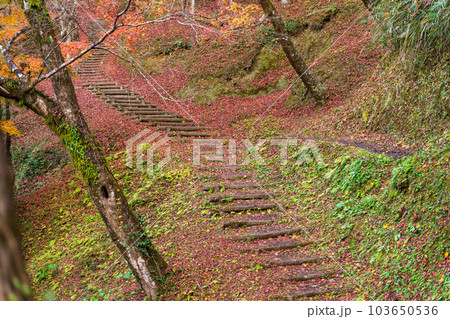 展望から観える景色 紅葉に映える用作公園(ゆうじゃくこうえん)紅葉狩り風景 「大分県豊後大野市」 展望から観える景色 紅葉に映える用作公園(ゆうじゃくこうえん)紅葉狩り風景 「大分県豊後大野市」 103650536