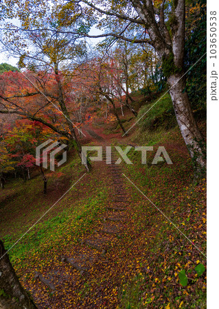 遊歩道から観える景色 紅葉に映える用作公園(ゆうじゃくこうえん)紅葉狩り風景 「大分県豊後大野市」 遊歩道から観える景色 紅葉に映える用作公園(ゆうじゃくこうえん)紅葉狩り風景 「大分県豊後大野市」 103650538