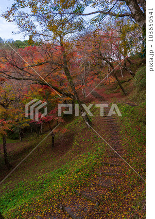 遊歩道から観える景色 紅葉に映える用作公園(ゆうじゃくこうえん)紅葉狩り風景 「大分県豊後大野市」 遊歩道から観える景色 紅葉に映える用作公園(ゆうじゃくこうえん)紅葉狩り風景 「大分県豊後大野市」 103650541