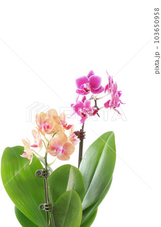 ミニ胡蝶蘭　ピンクと肌色の花　ラン　明るい背景 103650958