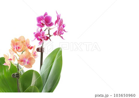 ミニ胡蝶蘭 ピンクと肌色の花 ラン 明るい背景 ミニ胡蝶蘭 ピンクと肌色の花 ラン 明るい背景 103650960