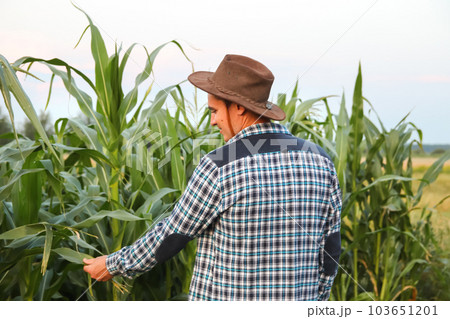 Man touching corn plant. Caucasian calm male maize grower in overalls walks along corn field. Back view. Cowboy hat 103651201