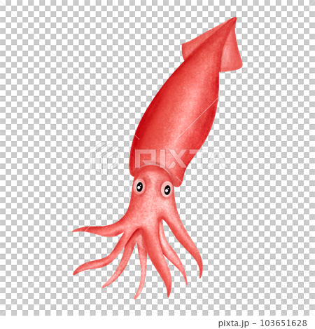 squid on vector illustration. Beautiful fish painting with action. 103651628