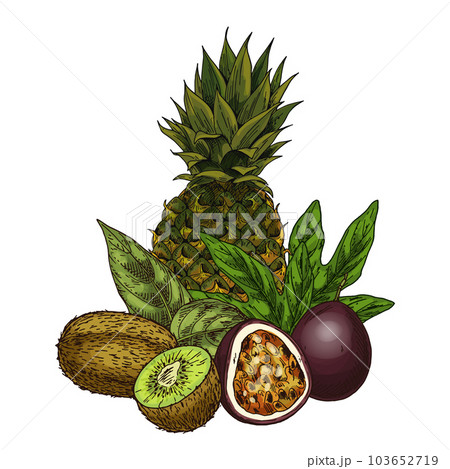 Vector of kiwi, pineapple, maracuja, passion fruit 103652719