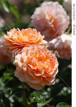 淡い桃色の多弁なバラの花たち（マクロレンズ使用・屋外自然光・接写写真） 103652746