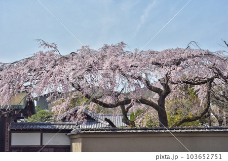 有栖館の枝垂れ桜 有栖館の枝垂れ桜 103652751
