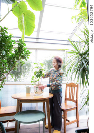 サンルームでガーデニングを楽しむシニア日本人女性 103652794