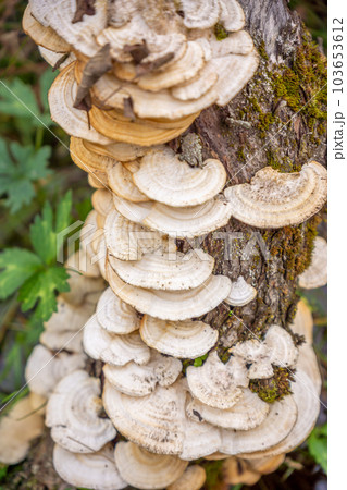 Large layers of fungus on the tree, turkey tail brackets. The botanical name is Trametes versicolor, also known as Coriolus versicolor. Large layers of fungus on the tree, turkey tail brackets. The botanical name is Trametes versicolor, also known as Coriolus versicolor. 103653612