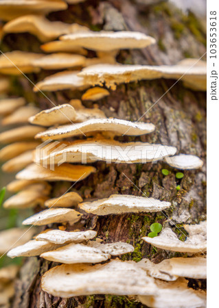 Large layers of fungus on the tree, turkey tail brackets. The botanical name is Trametes versicolor, also known as Coriolus versicolor. 103653618