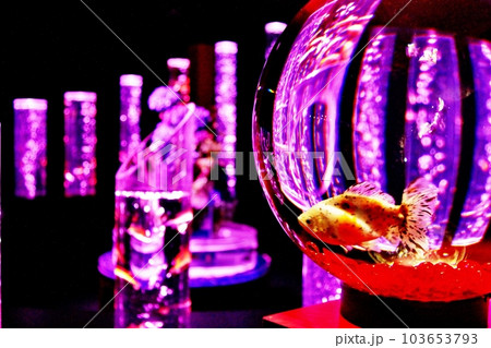 神秘的な空間に広がる金魚鉢 103653793