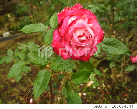 水が滴っているバラの花 103654044